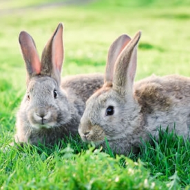 LAPINS RACES MOYENNES