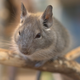 CHINCHILLA PELLET